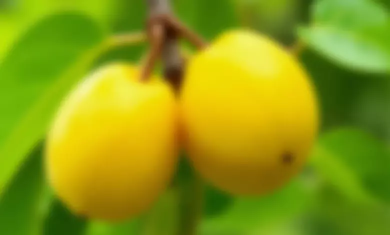 špendlíky ovoce jak je pěstovat – Průvodce pěstováním špendlíků: Jak na to správně