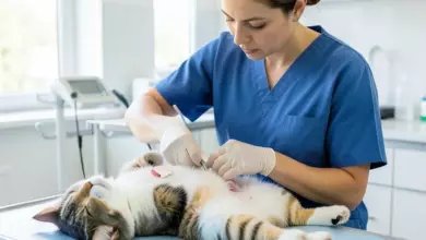 Jak probíhá kastrace kočky a co očekávat - ilustrační foto
