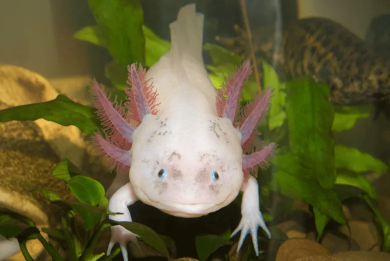 Axolotl mexický v akváriu s rostlinami
