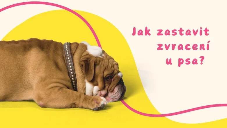 Pes ležící na zemi, zvracení u psa