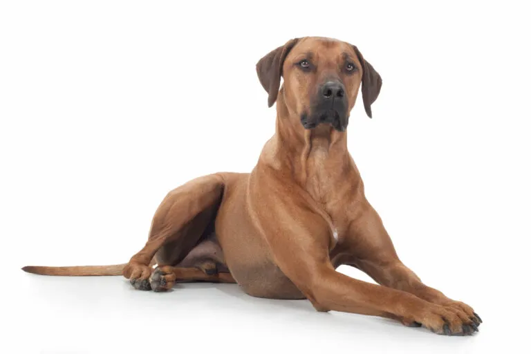 Rhodéský ridgeback ležící na bílém pozadí