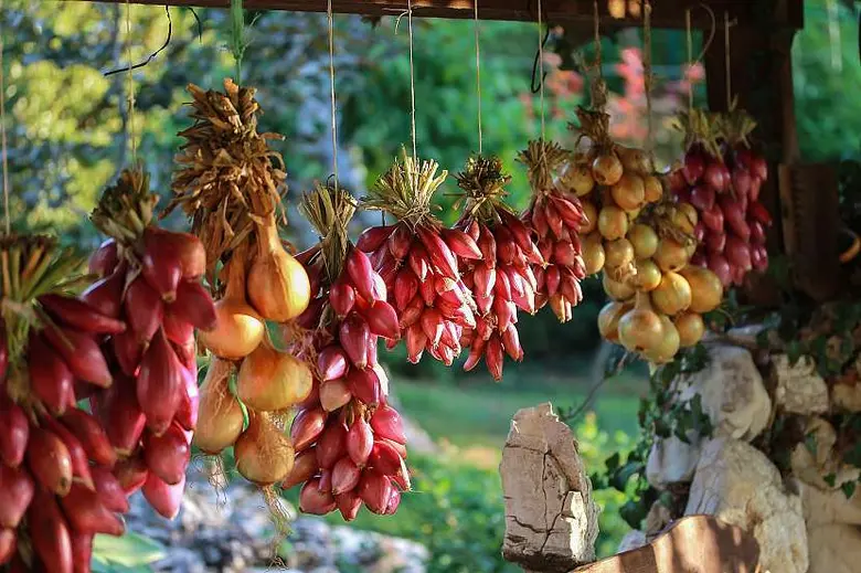 Cibule visí na suchou, připravené k uložení