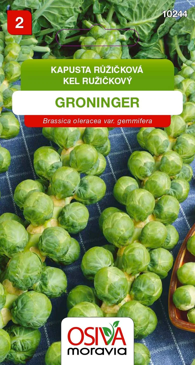 Zelené růžičkové kapusty na modro-bílém károvaném ubrousku