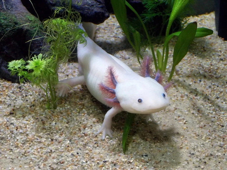 Bílý axolotl v akváriu s rostlinami