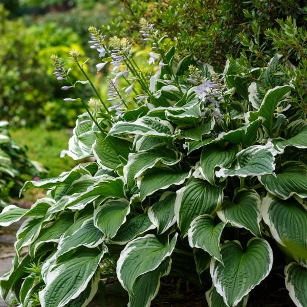 Hosta rostoucí v stínu s bílými okraji listů