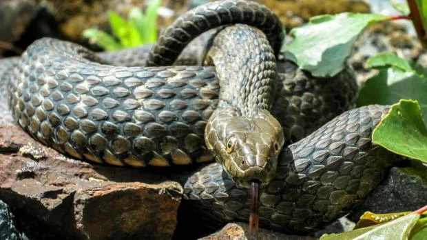 Užovka podplamatá v přírodě na kameni