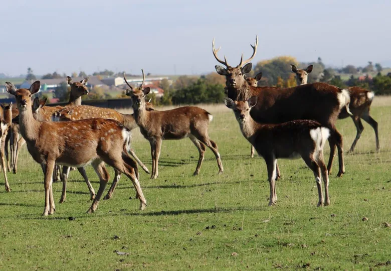 Herd of sika deer in open field