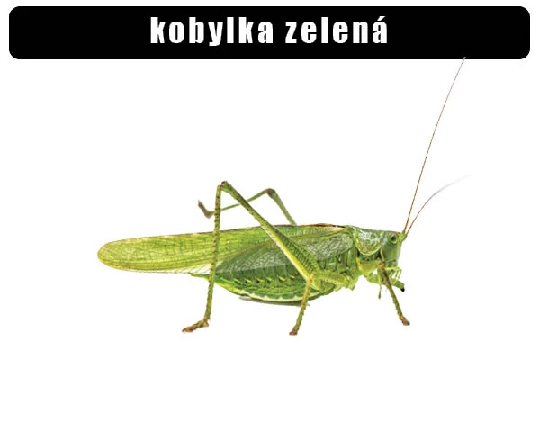 Zelená kobylka na bílém pozadí