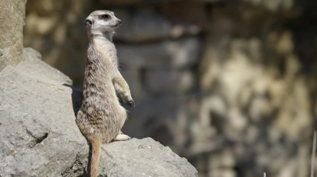Meerkat stojící na kameni v pozoru