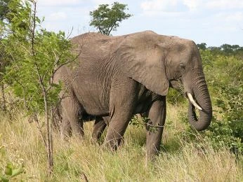 Africký slon v přírodě mezi trávou a stromy