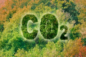 Zelený les s nápisem CO2, symbolizující oxid uhličitý