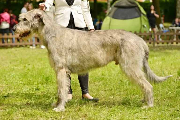 Irský vlkodav na trávě s výstředním vzhledem