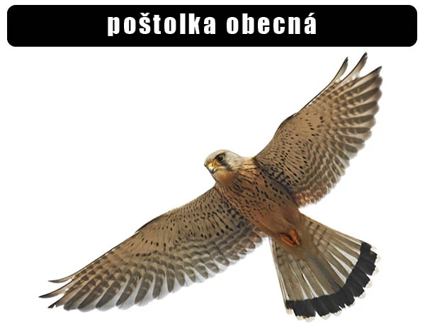 Poštolka obecná v letu, pták s roztaženými křídly