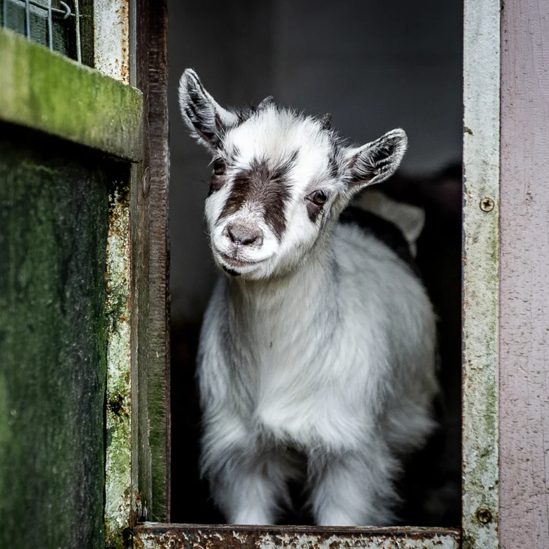 Malý kozy v dřevěném vchodu na farmě