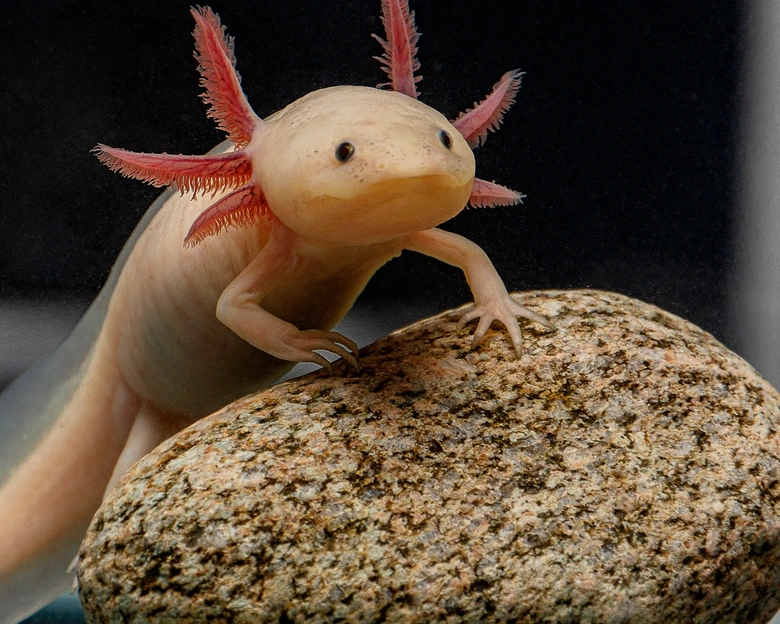 Axolotl mexický na kameni v akváriu