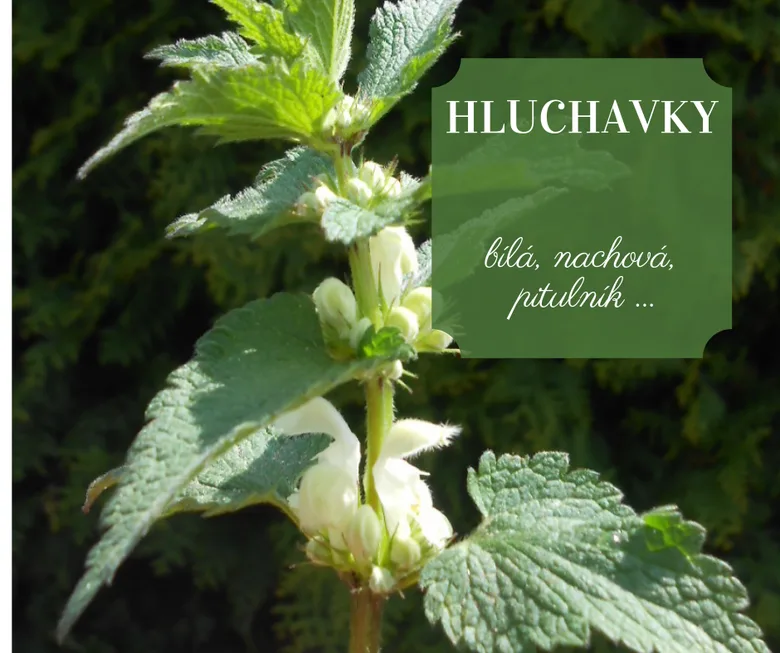 Bílá hluchavka nachová s květy a listy