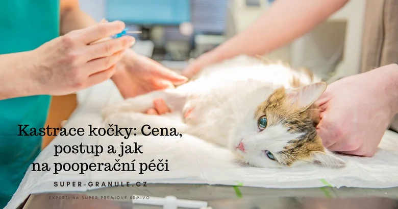 Kočka leží na operačním stole během přípravy na kastraci.