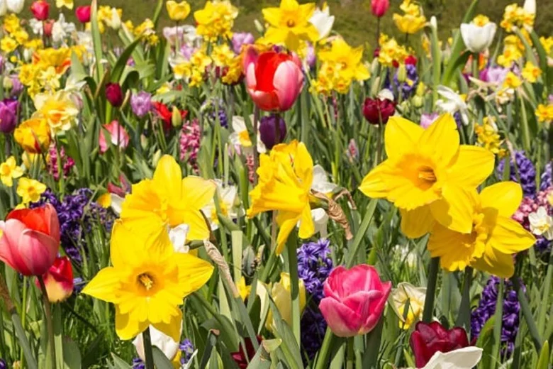 Výběr jarních květin na zahradě