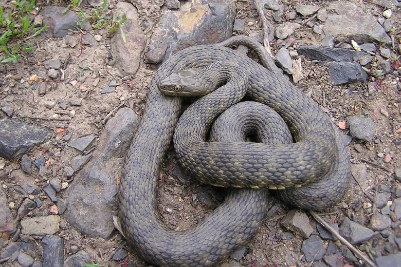 Užovka podplamatá na kamenité ploše
