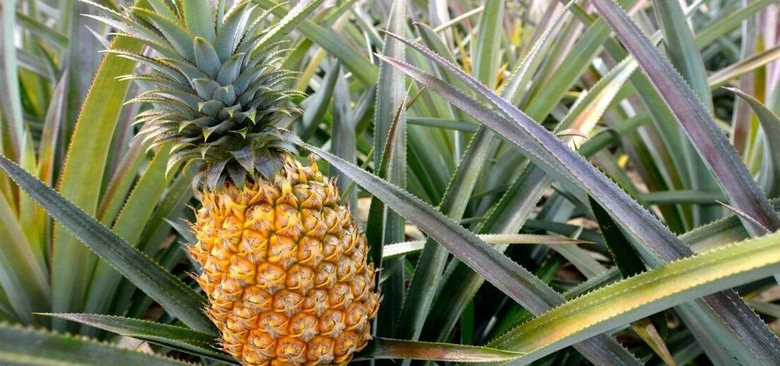 Zralý ananas rostoucí na rostlině