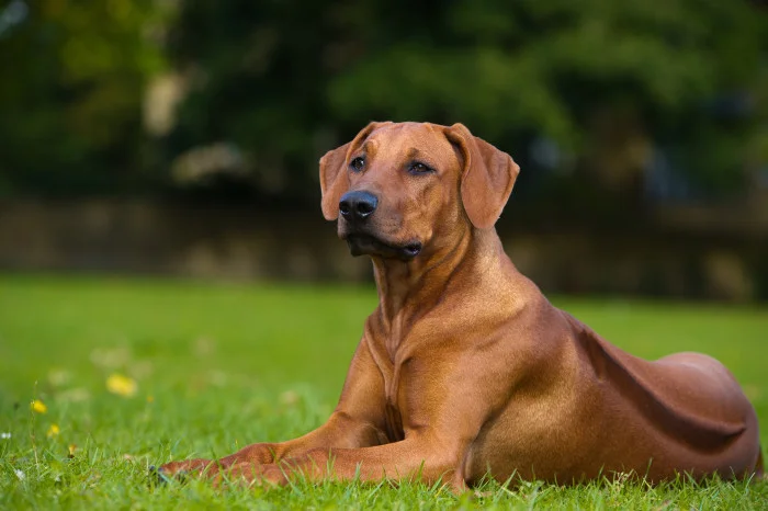 Rhodéský ridgeback ležící na trávě
