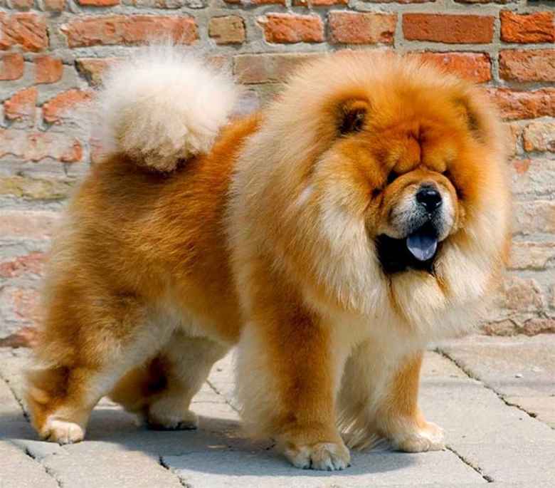 Chow Chow pes s hustým srstí a výrazným ocasem