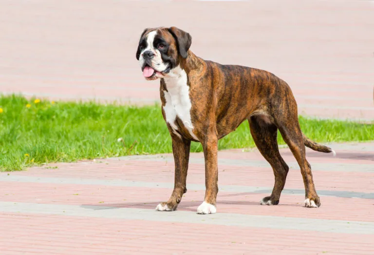Německý boxer stojí na cestě venku