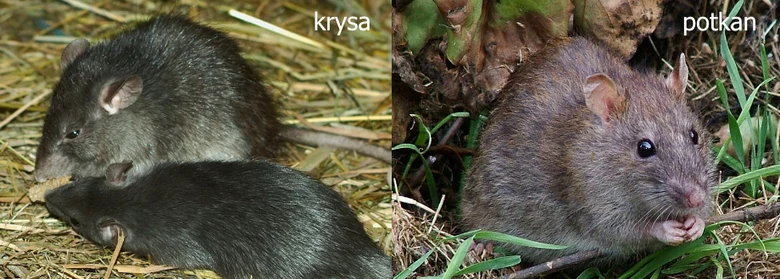 Porovnání krysy a potkana pro rozpoznání