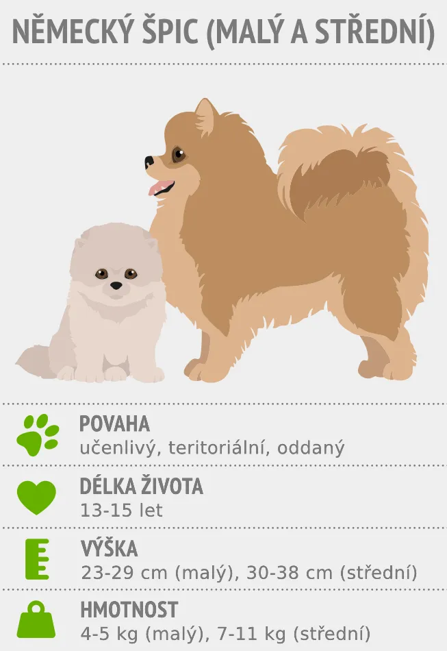 Německý špic – povaha, výška, hmotnost