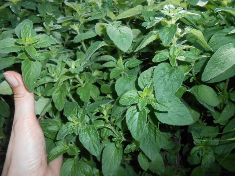 Ruka dotýkající se zelené bylinky oregano