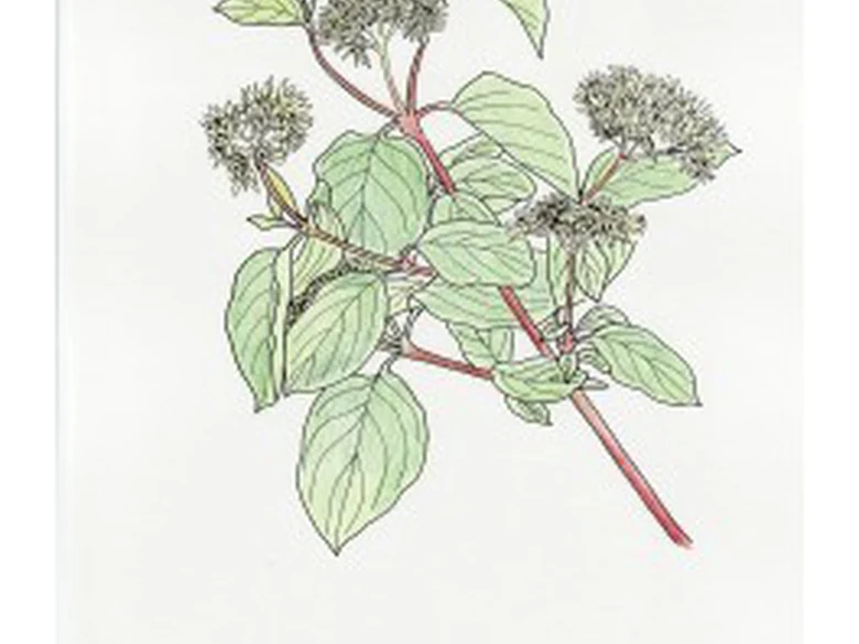 Botanický obrázek svídy krvavé