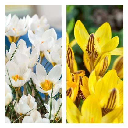 Bílý a žlutý krokus v květu