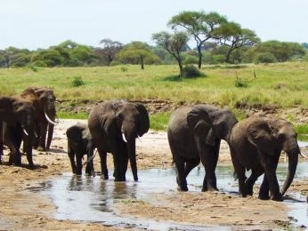 Skupina afrických slonů u vodního zdroje