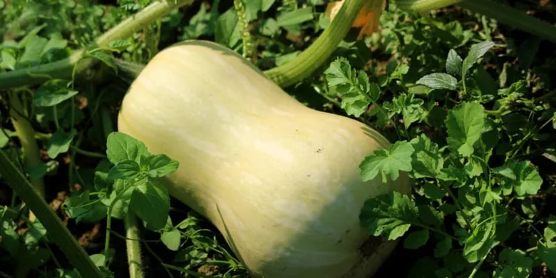 Žlutá máslová dýně rostoucí v zahradě