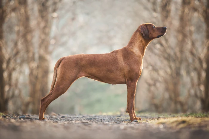 Rhodéský ridgeback stojí na cestě v lese