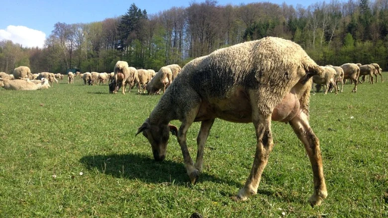 Ovce pastevní v zeleném louce