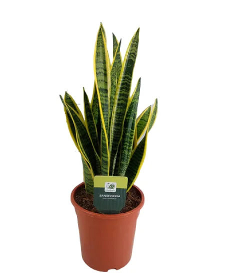 Nenáročná pokojová rostlina Sansevieria