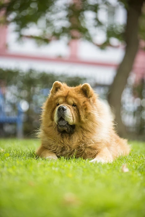 Chow Chow pes ležící na trávě