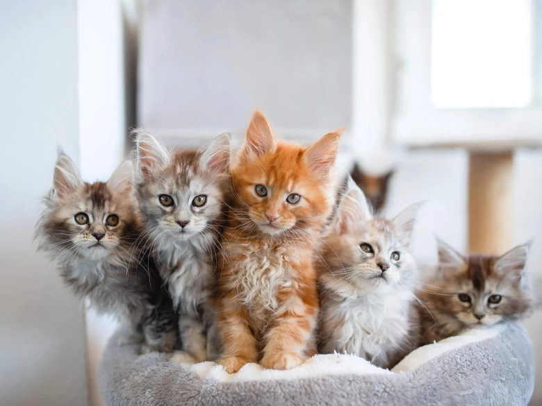 Skupina mladých koček Maine Coon v pohodlném koši