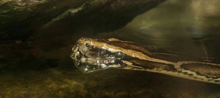 Krajta mřížkovaná v vodě s odrazem