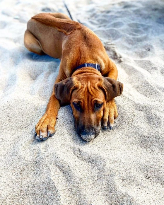 Rhodéský ridgeback ležící na písku