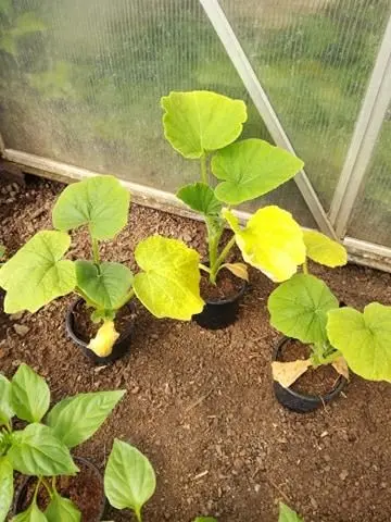 Malé pumpky v hrncích uvnitř skleníku