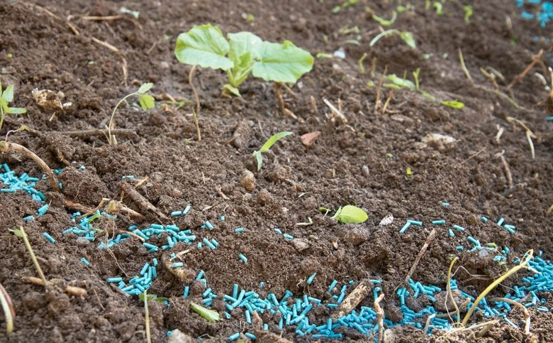 Modré granule proti slimákům v zahradě