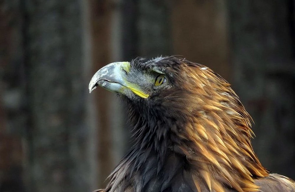 Zlatý orl, záběr hlavy s ostrým zobákem