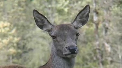 Roháč obecný v přírodě, záběr na hlavu