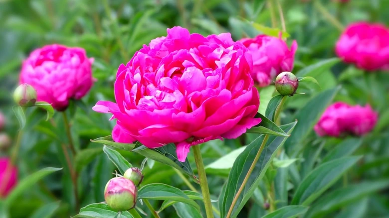 Rozkvetlá růže peony v zahradě