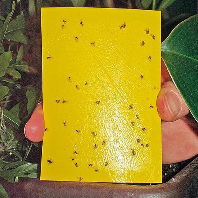 Žlutá klempířská lišta s chycenými mšicemi