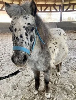 Domácí osel s kropenatou srstí v chalupě